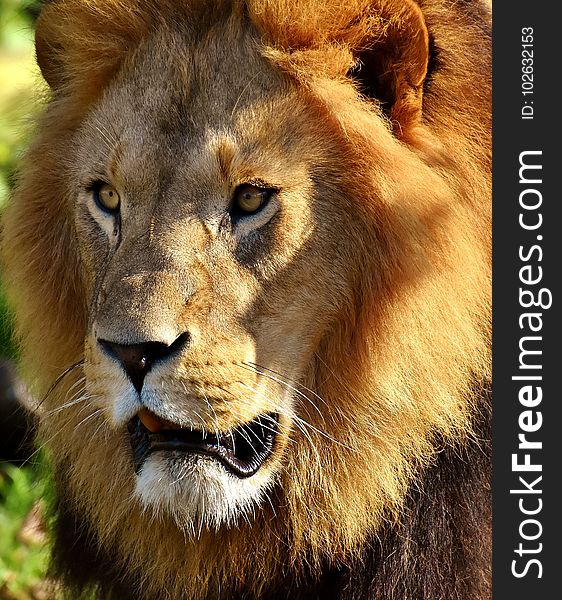 Wildlife, Lion, Terrestrial Animal, Mammal