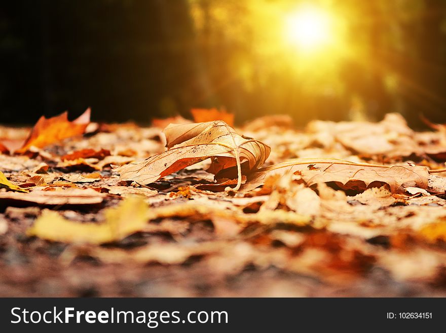 Leaf, Autumn, Computer Wallpaper