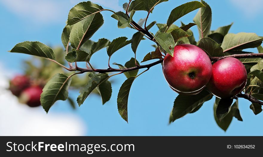 Fruit, Apple, Branch, Plant
