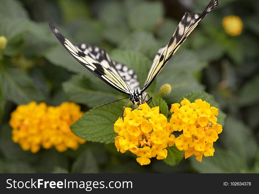 Butterfly, Moths And Butterflies, Insect, Nectar