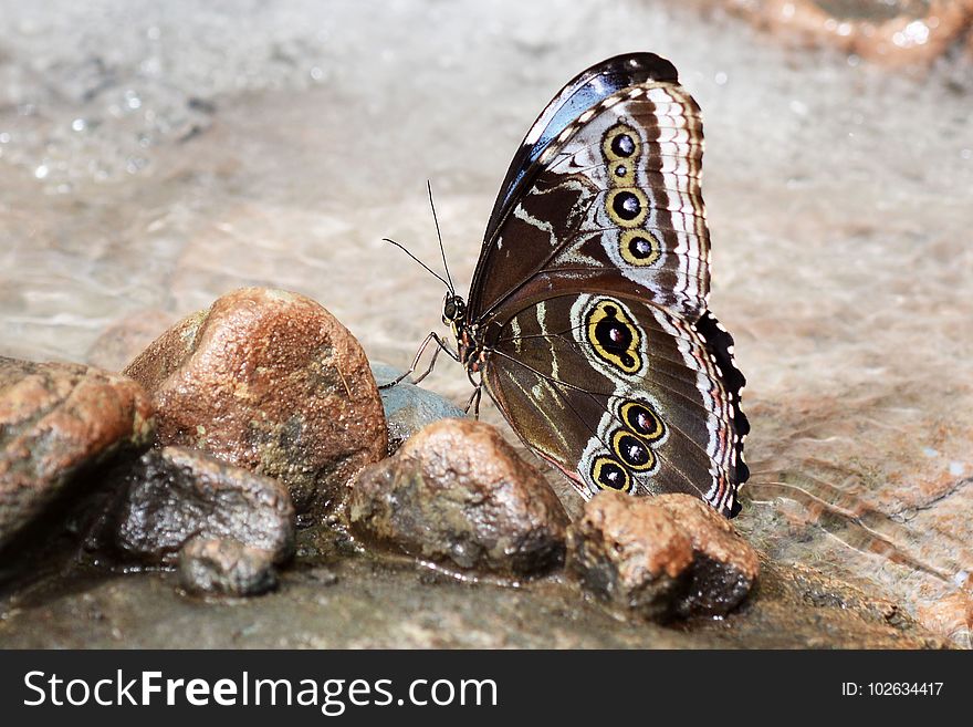 Moths And Butterflies, Butterfly, Insect, Invertebrate