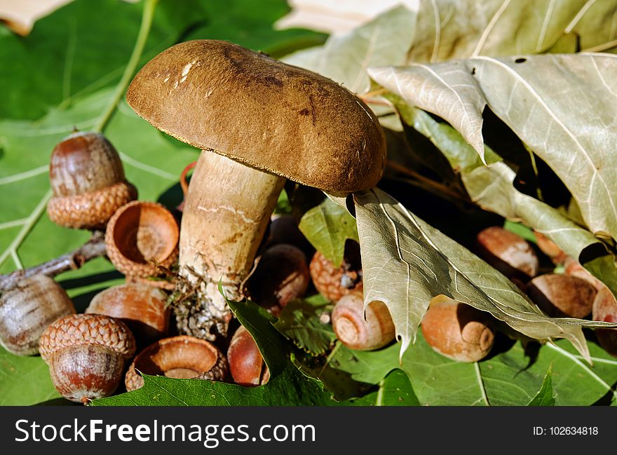 Mushroom, Fungus, Edible Mushroom, Penny Bun