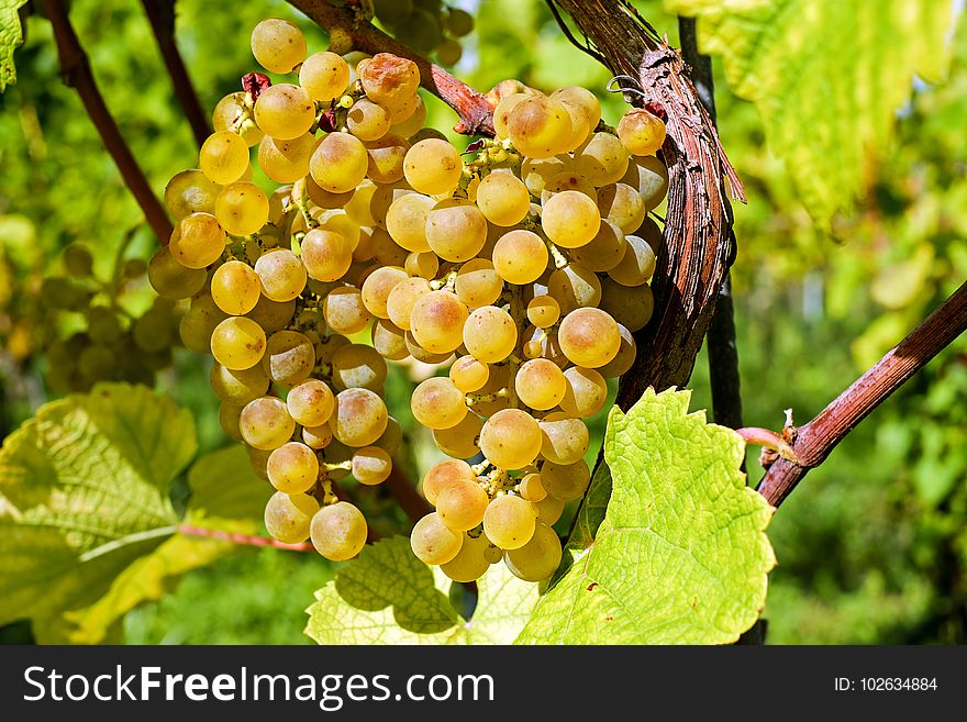 Grape, Grapevine Family, Fruit, Seedless Fruit