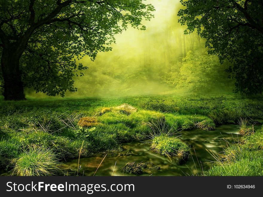 Vegetation, Nature, Ecosystem, Green