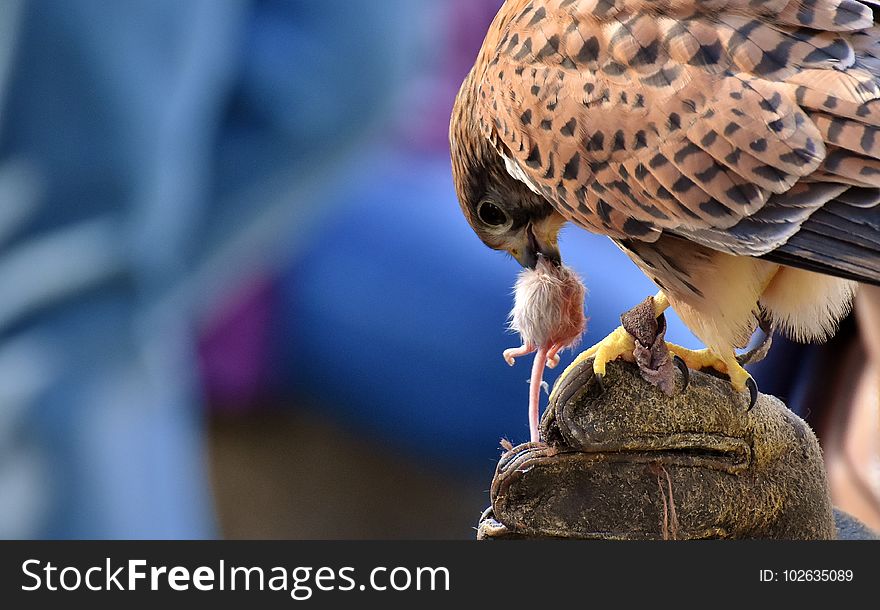 Bird, Falcon, Beak, Hawk