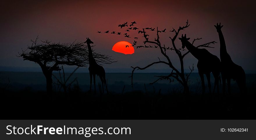 Sunrise, Sky, Tree, Phenomenon