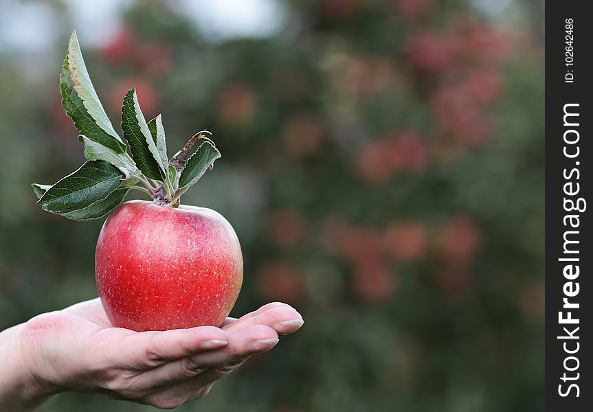 Apple, Fruit, Natural Foods, Local Food