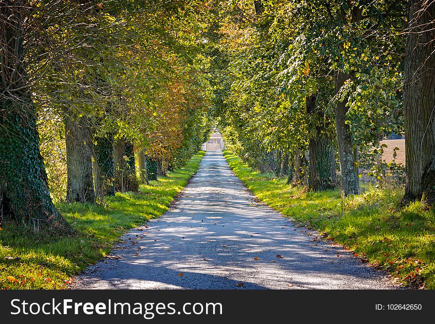 Leaf, Nature, Path, Tree