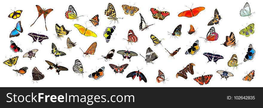Butterfly, Moths And Butterflies, Insect, Invertebrate