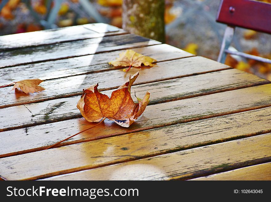 Leaf, Wood, Autumn