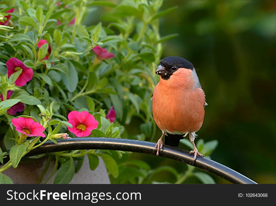 Bird, Fauna, Beak, Old World Flycatcher