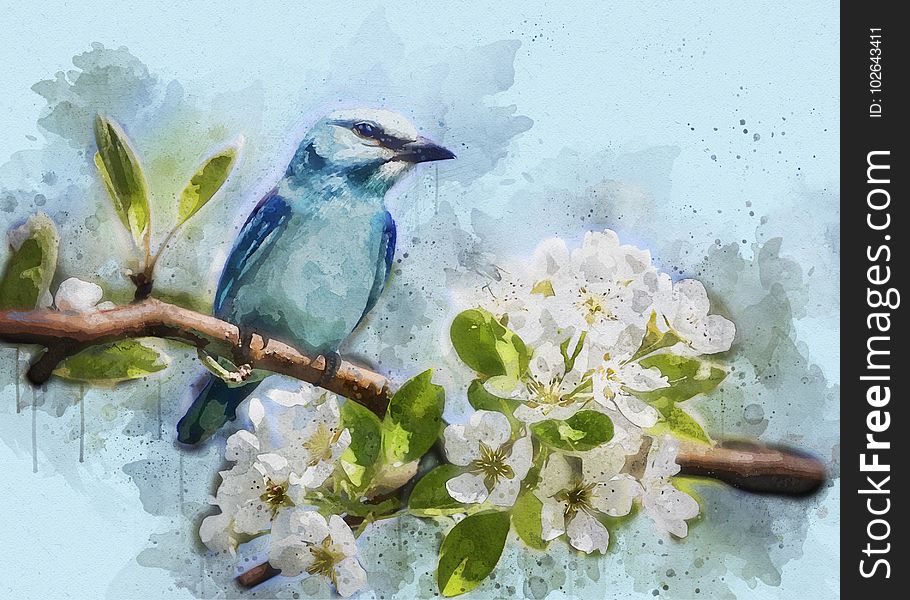 Bird, Fauna, Watercolor Paint, Painting