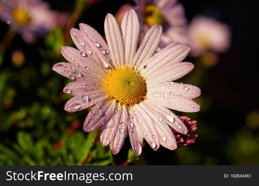 Flower, Flora, Oxeye Daisy, Marguerite Daisy