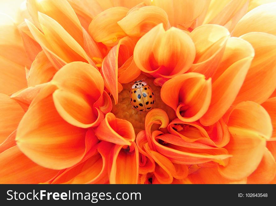 Flower, Orange, Yellow, Close Up