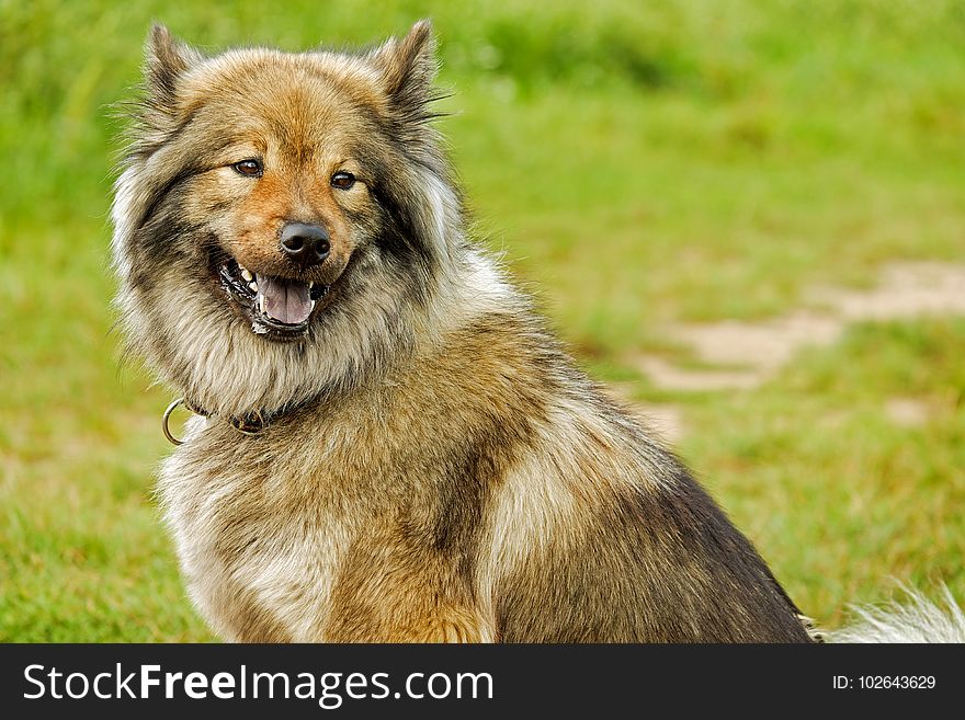 Dog, Dog Like Mammal, Dog Breed, Dog Breed Group