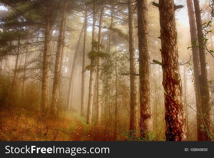 Forest, Woodland, Ecosystem, Nature