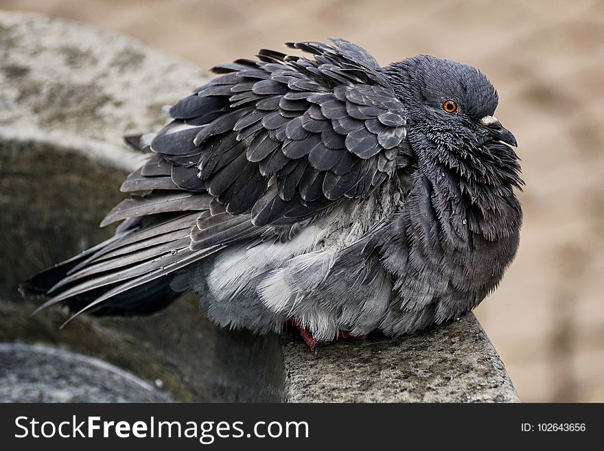 Bird, Fauna, Pigeons And Doves, Beak