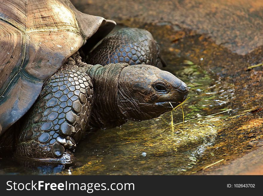 Tortoise, Turtle, Terrestrial Animal, Emydidae
