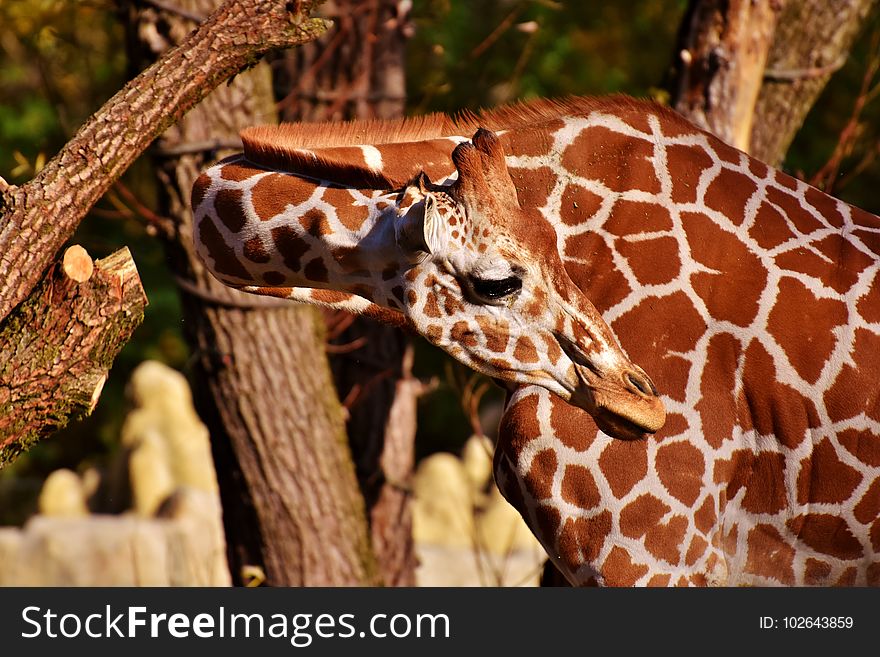 Giraffe, Terrestrial Animal, Fauna, Wildlife