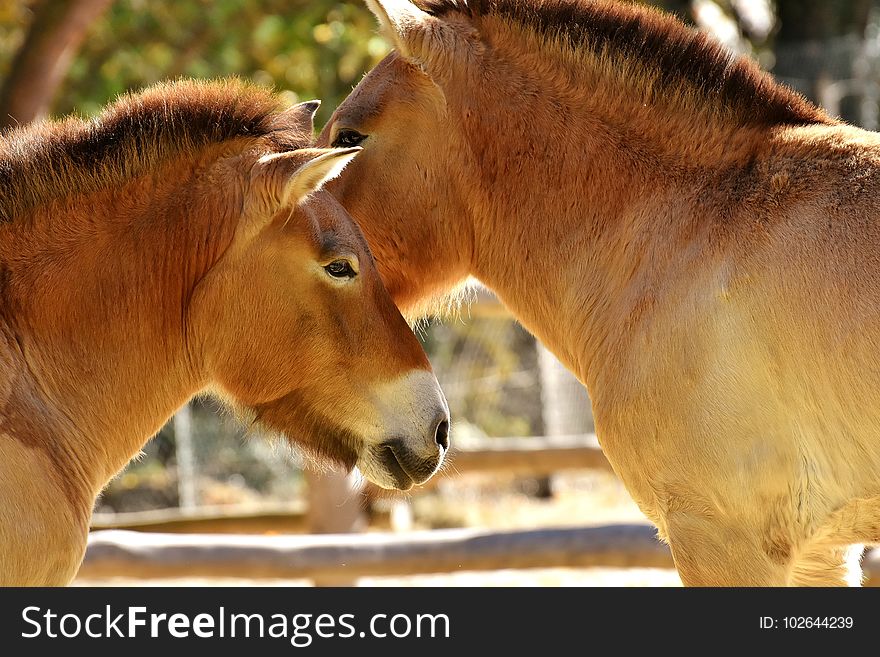 Fauna, Wildlife, Horse Like Mammal, Mane