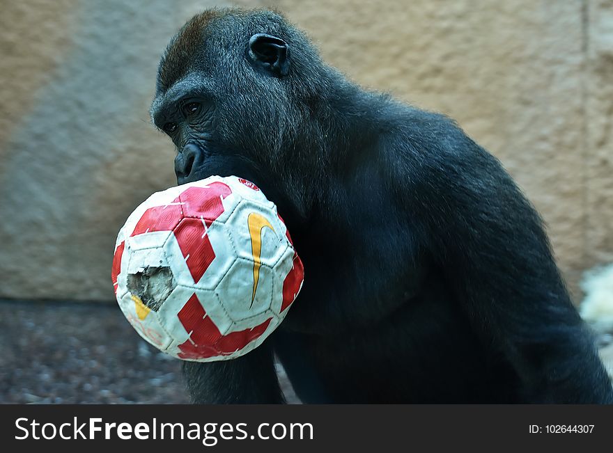 Great Ape, Mammal, Common Chimpanzee, Chimpanzee