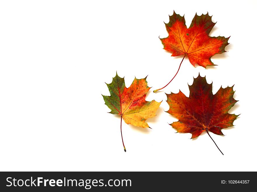 Maple Leaf, Leaf, Orange, Autumn