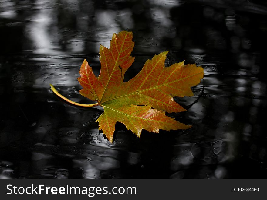 Leaf, Maple Leaf, Autumn, Tree