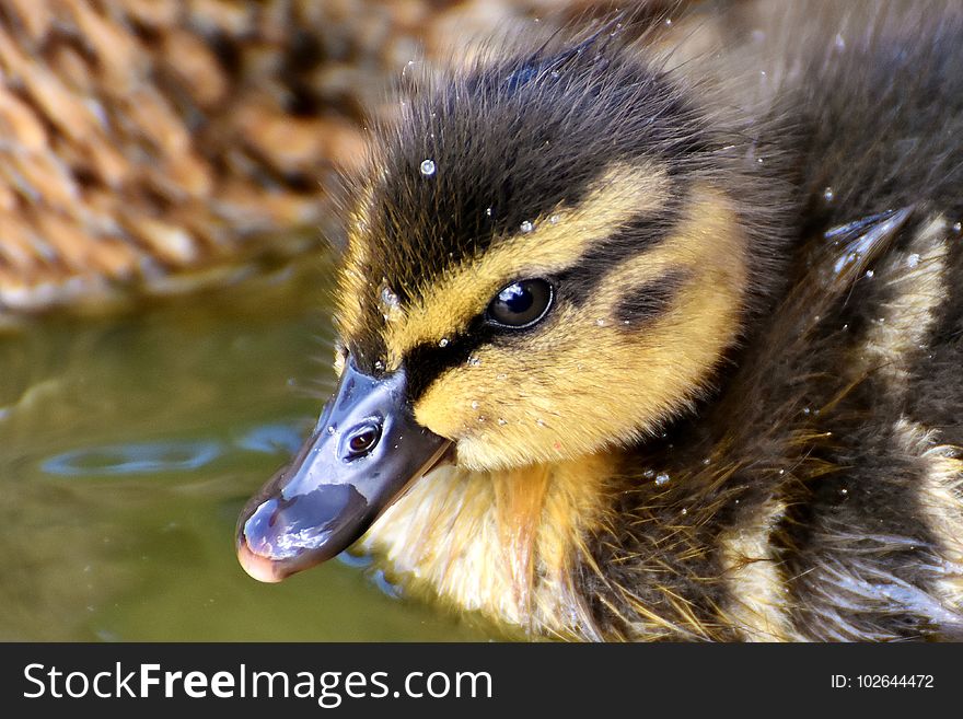 Bird, Duck, Fauna, Beak