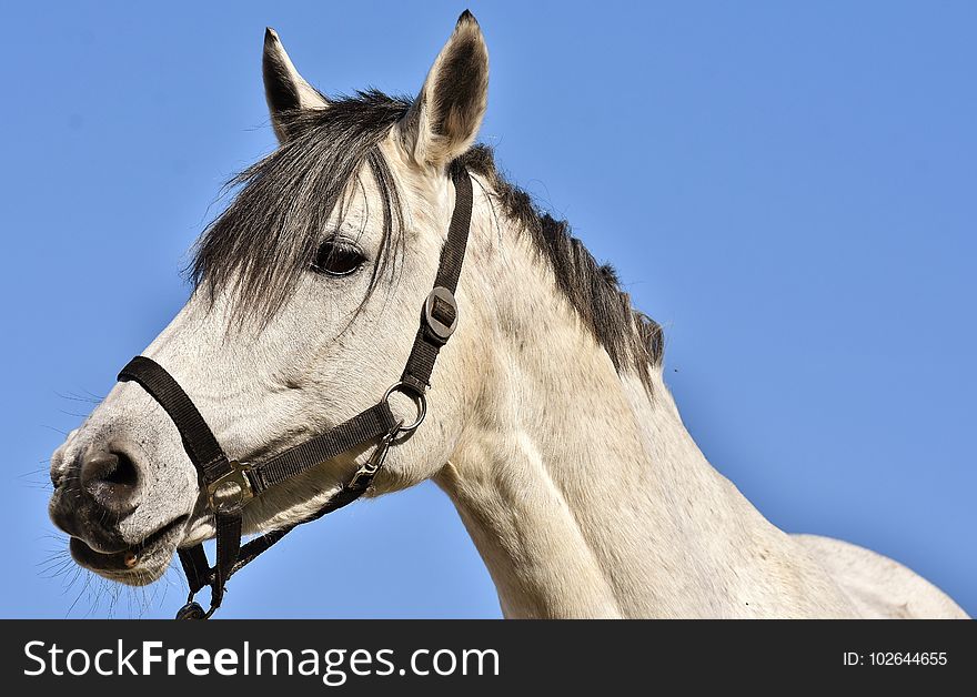 Horse, Halter, Horse Tack, Bridle