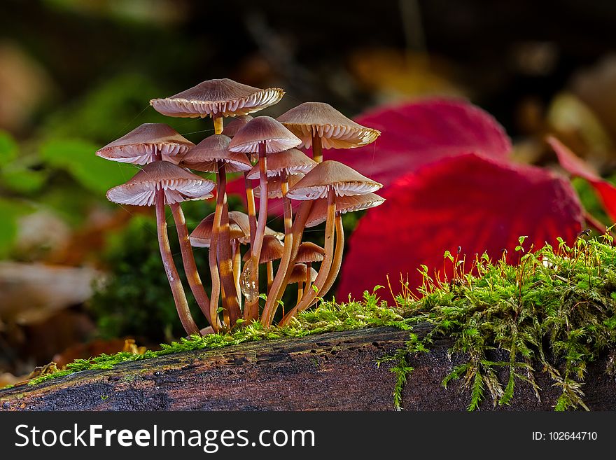 Flora, Fungus, Plant, Leaf