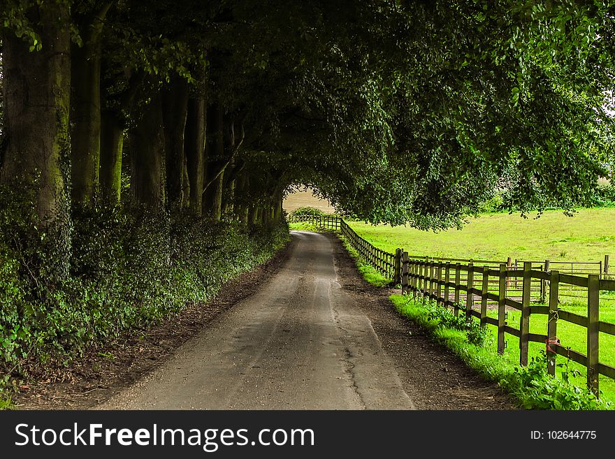 Green, Path, Road, Nature