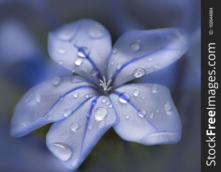 Blue, White, Flower, Flora