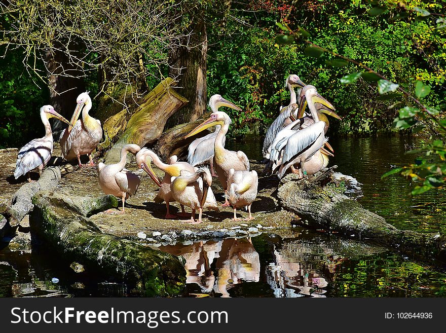Pelican, Bird, Fauna, Nature Reserve