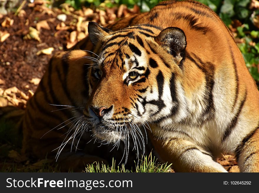 Tiger, Wildlife, Terrestrial Animal, Mammal