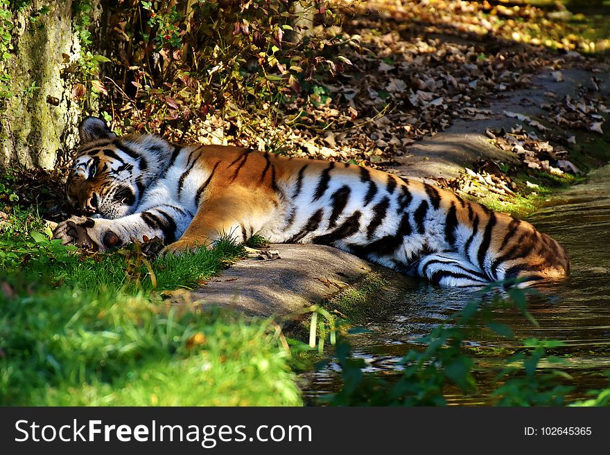 Tiger, Wildlife, Mammal, Fauna