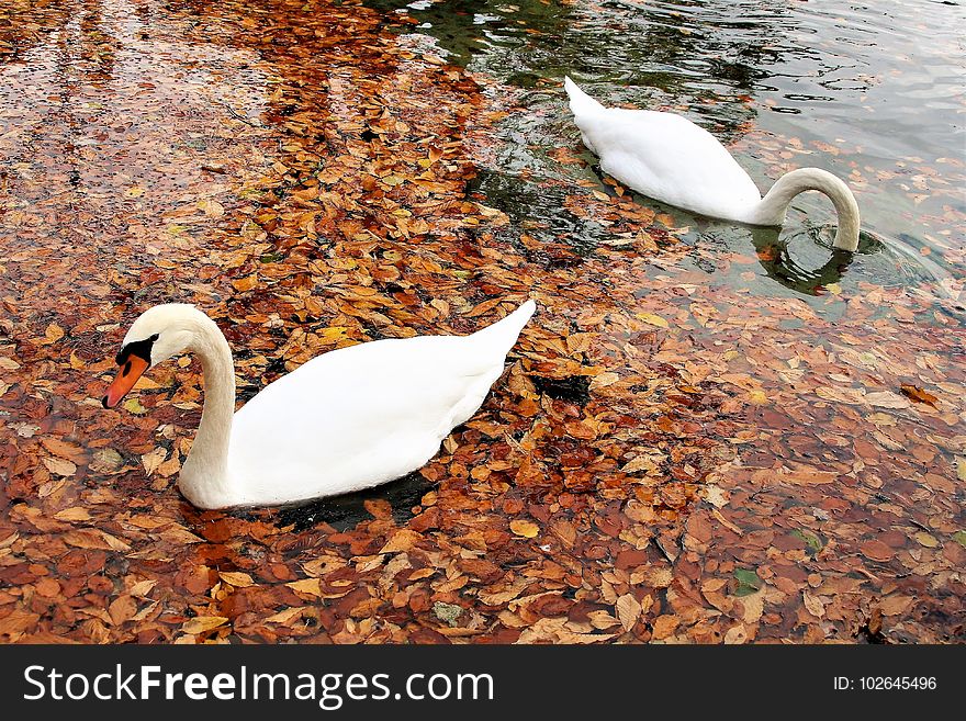 Bird, Water Bird, Water, Ducks Geese And Swans