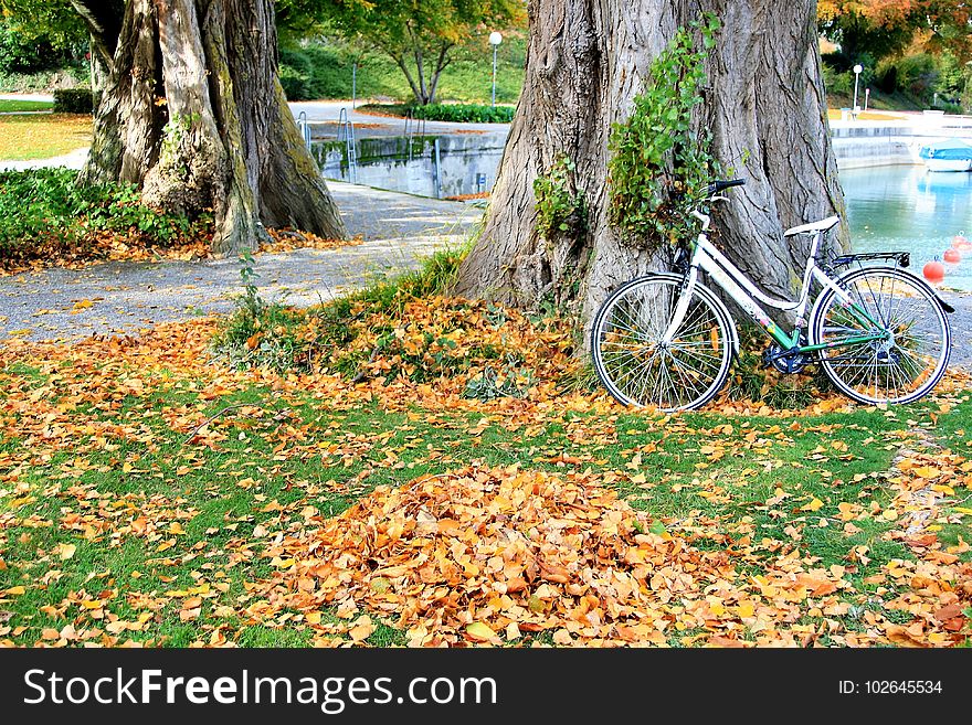 Yellow, Tree, Road Bicycle, Leaf