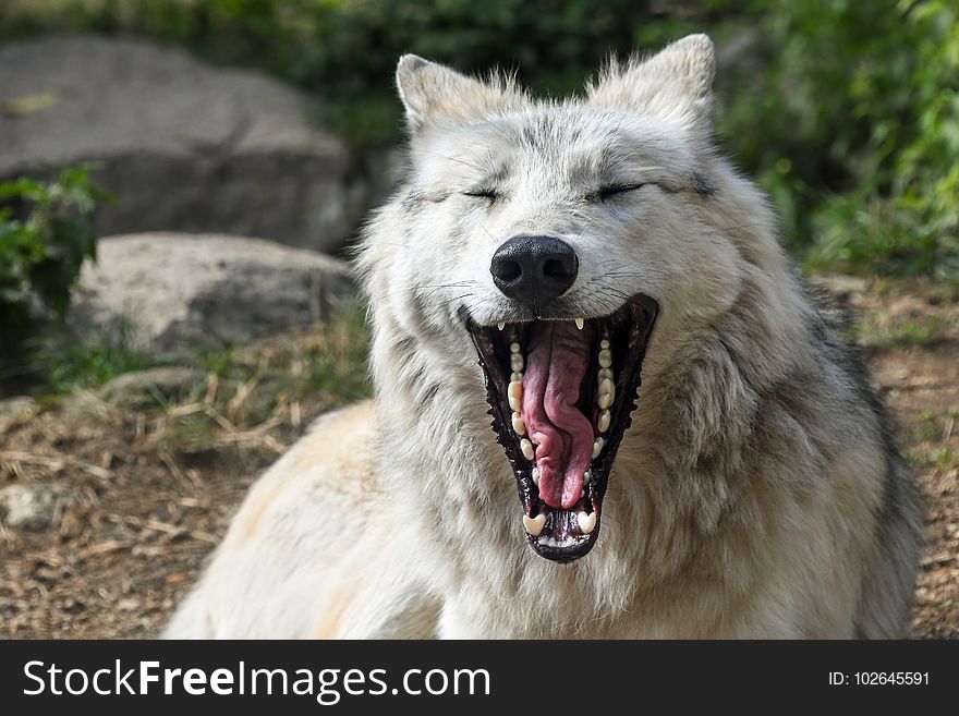 Facial Expression, Wildlife, Wolf, Fauna