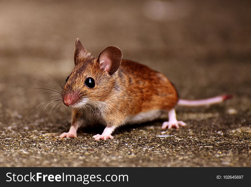 Mouse, Fauna, Muridae, Mammal