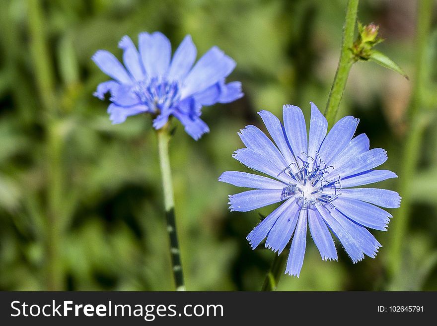Blue, Chicory, Flower, Flora