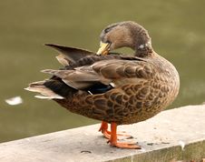 Mallard Duck Stock Photography