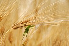 Grasshoppers On Wheat Ears Royalty Free Stock Photo