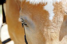 Horse Eye Closeup Stock Image Horse Eye Closeup Stock Image