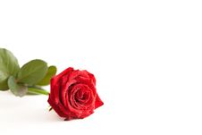 A Red Rose With Water Drops Royalty Free Stock Image