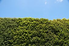 Tree Against Blue Sky Royalty Free Stock Photos Tree Against Blue Sky Royalty Free Stock Photos