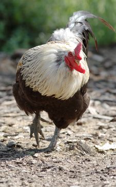 Cockerel. Stock Photos Cockerel. Stock Photos
