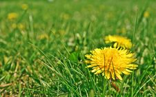 Taraxacum Royalty Free Stock Photo Taraxacum Royalty Free Stock Photo