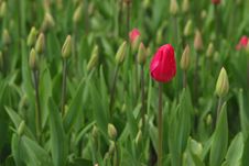 Budding Tulip Stock Image Budding Tulip Stock Image