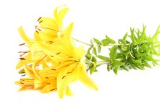 Yellow Lilies Stock Images