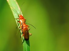 Beetles Mating Royalty Free Stock Photos